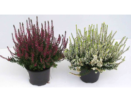 Calluna vulgaris mix m10                          