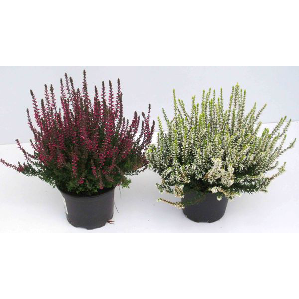 Calluna vulgaris mix m10                          