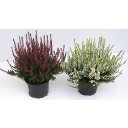 Calluna vulgaris mix m10                          