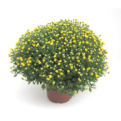 Chrysanthemum bola 3lt 40/50                      