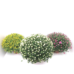 Chrysanthemum bola 3lt 40/50                      