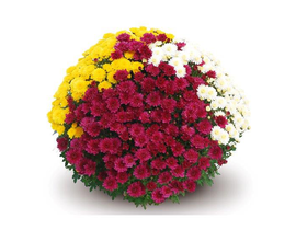 Chrysanthemum tricolor tarrina 30 60cm            