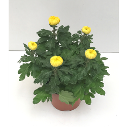 Chrysanthemum turner 17 (cinco flores)            