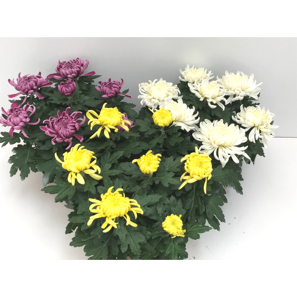 Chrysanthemum turner tarrina 25 (siete flores)    