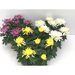 Chrysanthemum turner tarrina 25 (siete flores)    