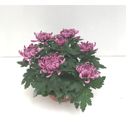 Chrysanthemum turner tarrina 25 (siete flores)    