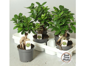 Ficus retusa ginseng 30cm m13                     