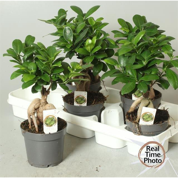 Ficus retusa ginseng 30cm m13                     