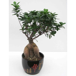 Ficus retusa ginseng 30cm m13                     