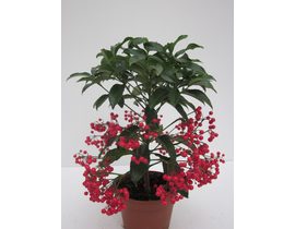 Ardisia crenata m14                               