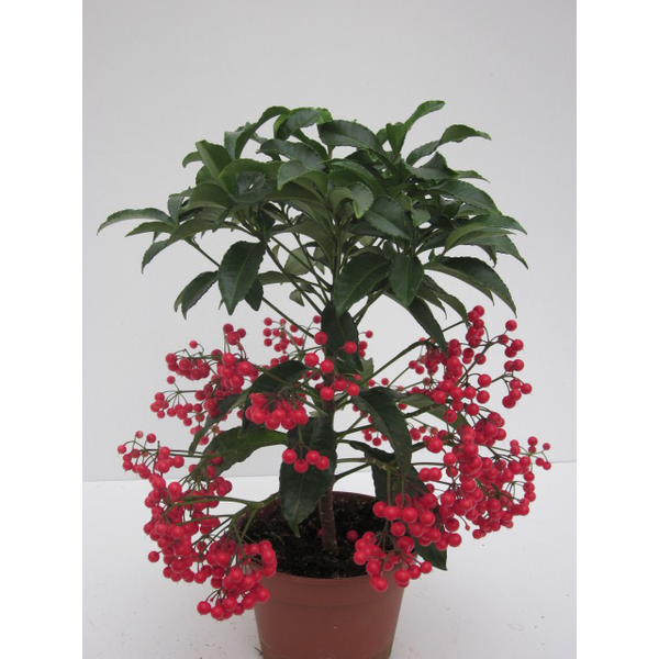 Ardisia crenata m14                               