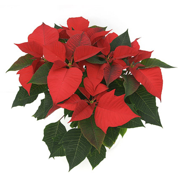 Poinsettia m14 E09-25-0008/                       