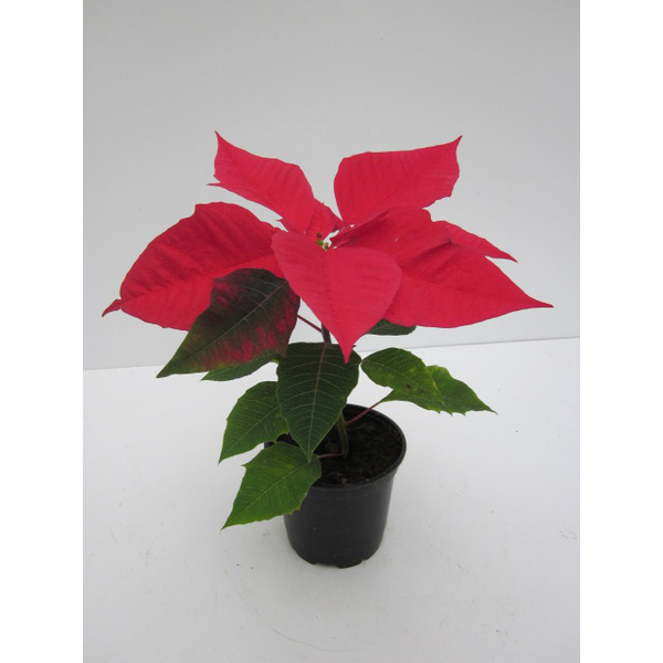 Poinsettia uniflora m11 E09/-25-0008/             