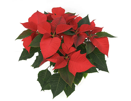 Poinsettia m14 calidad B E09-25-0008/             