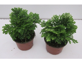 Selaginella 10                                    