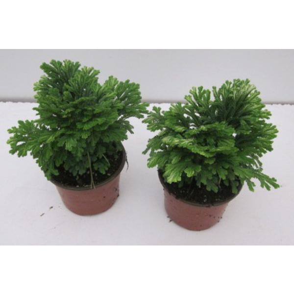 Selaginella 10                                    