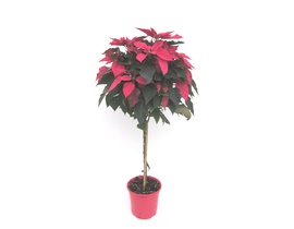 Poinsettia arbol m22 E09-25-0008/                 