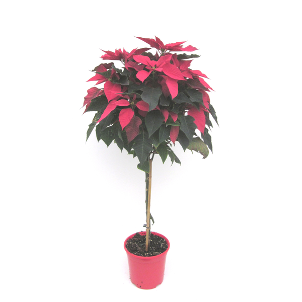 Poinsettia arbol m22 E09-25-0008/                 