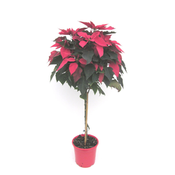 Poinsettia arbol m22 E09-25-0008/                 