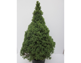 Picea conica glauca m15 40cm                      