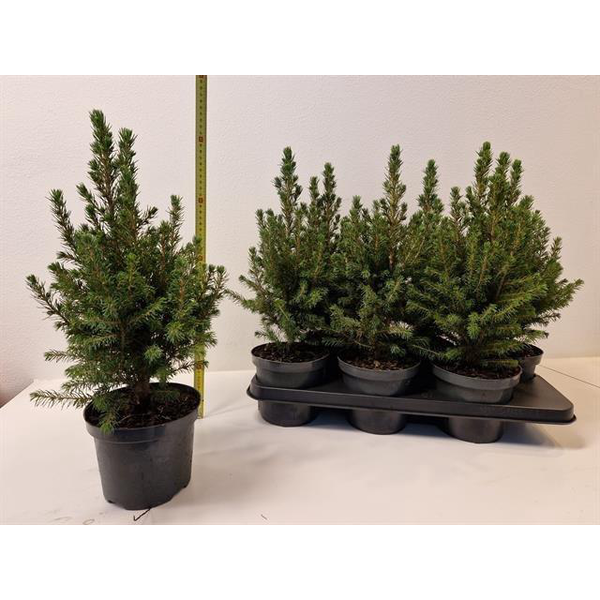 Picea conica glauca m15 40cm                      