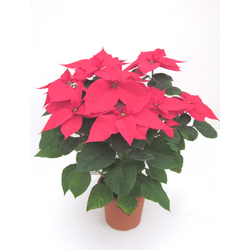 Poinsettia m17 E09-25-0008/                       