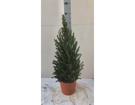 Picea conica glauca m24 90cm                      