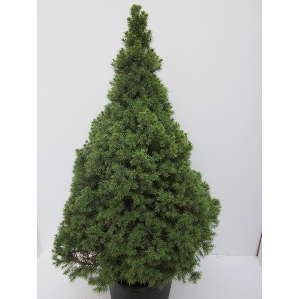 Picea conica glauca m24 90cm                      