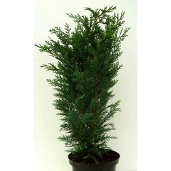 Chamaecyparis columnaris 5lt 100/110cm            