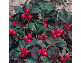 Gaultheria procumbens m12                         