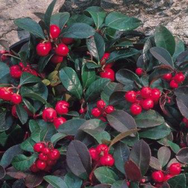 Gaultheria procumbens m12                         