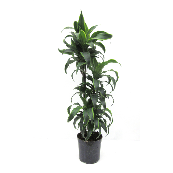 Dracaena dorado 15/30/60 m20                      