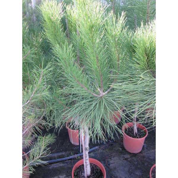 Pinus pinea m22 120/130                           