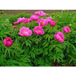 Paeonia lactiflora m19                            