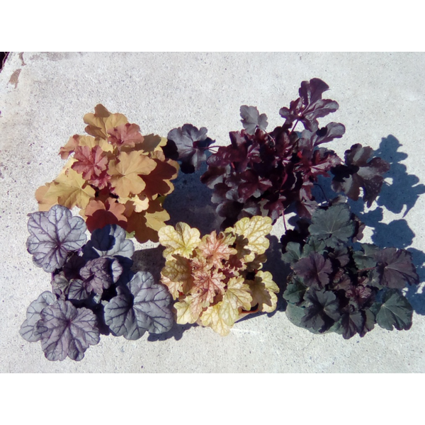 Heuchera mix 2lt                                  