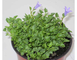 Campanula portenschlagiana m11                    