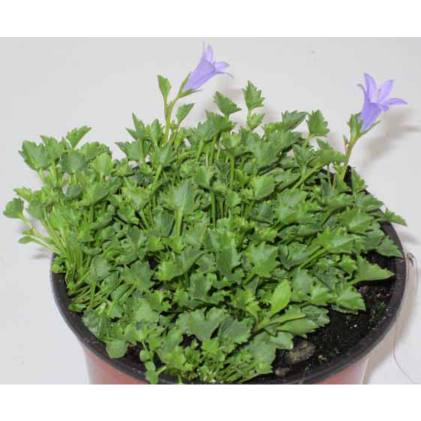 Campanula portenschlagiana m11                    