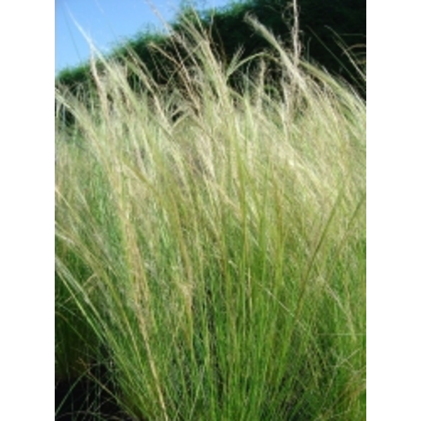 Stipa tenuissima pony tails 13                    