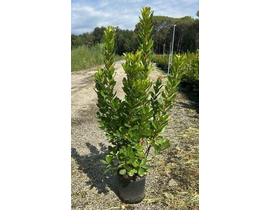 Arbutus unedo madroño 5lt 60/80                   