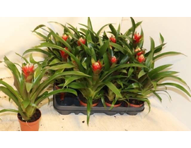 Guzmania torch m9                                 