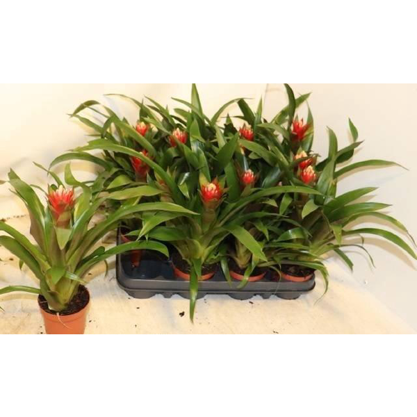 Guzmania torch m9                                 