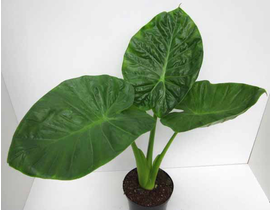 Alocasia calidora-cucullata m17                   