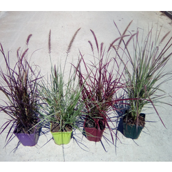 Pennisetum advena mix color 2lt                   