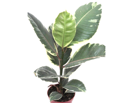 Ficus tineke 3 plantas m26 120                    