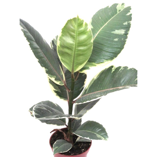 Ficus tineke 3 plantas m26 120                    