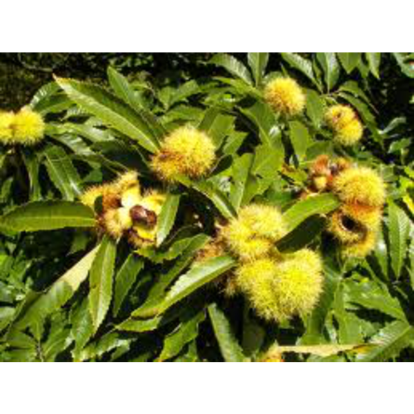 Castanea sativa 90044 m18 100/125cm               