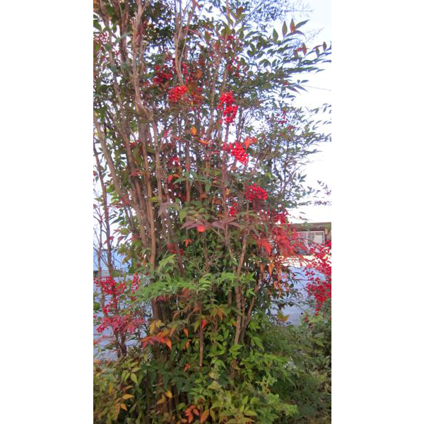 Nandina doméstica 10lt 60/80cm                    