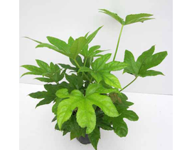 Aralia fatsia japonica 3lt                        