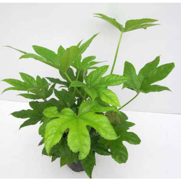 Aralia fatsia japonica 3lt                        