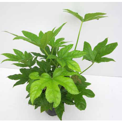 Aralia fatsia japonica 3lt                        